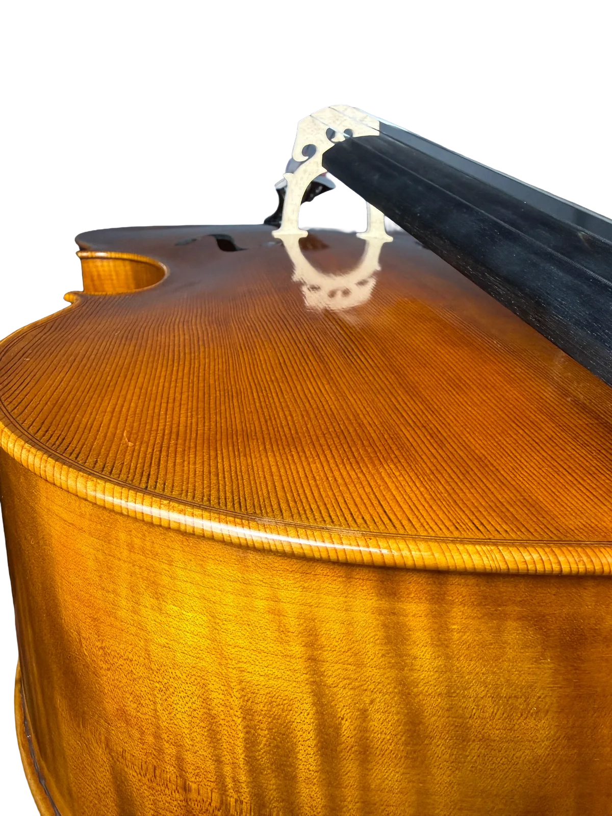 Master cello No. 8 — Gofriller model — photo 13